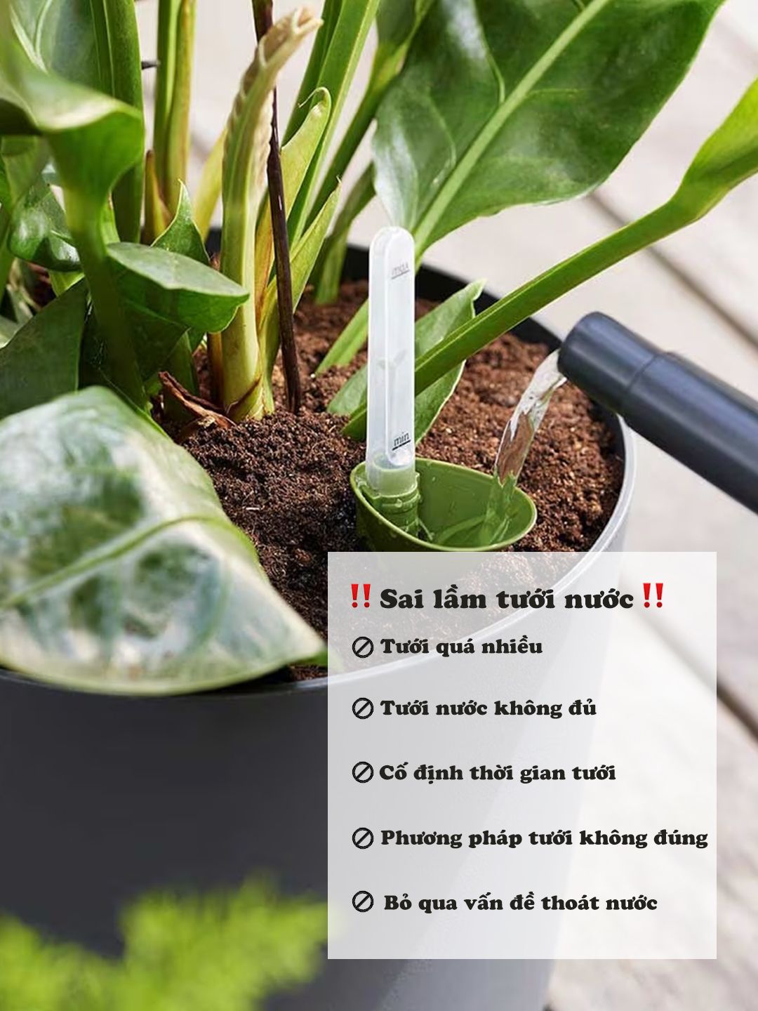 TƯỚI NƯỚC SAO CHO ĐÚNG CÁCH 5 SAI LẦM ĐÁNG TIẾC