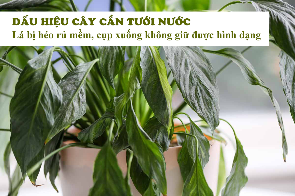 Dấu hiệu cây thiếu nước Bí quyết chăm sóc cây trồng hiệu quả