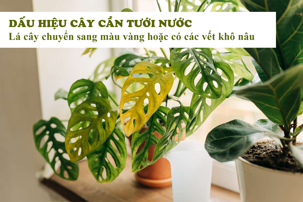 Dấu hiệu cây thiếu nước Bí quyết chăm sóc cây trồng hiệu quả