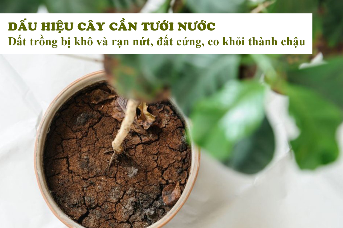 Dấu hiệu cây thiếu nước Bí quyết chăm sóc cây trồng hiệu quả