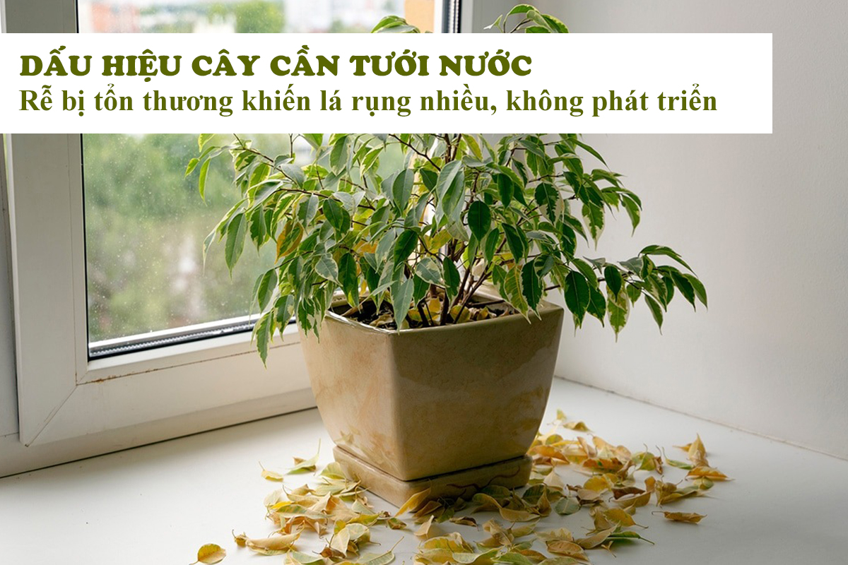 Dấu hiệu cây thiếu nước Bí quyết chăm sóc cây trồng hiệu quả